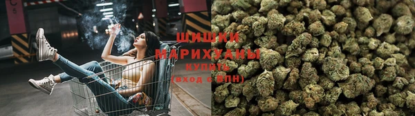 прущие грибы Гусев